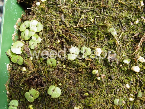 mint, perilla